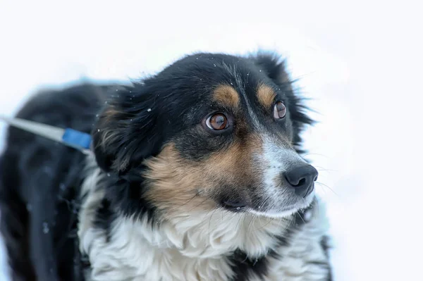 Piccolo Cane Randagio Tricolore Nella Neve Inverno — Foto Stock