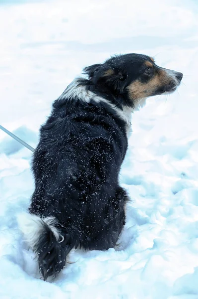 Kışın Karda Renkli Melez Köpek — Stok fotoğraf