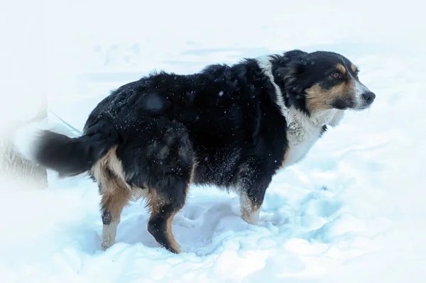 Small Tricolor Mongrel Dog Snow Winter — Stockfoto