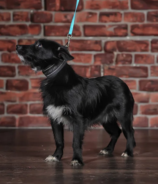 小さな黒と白の犬のモングレルが閉じます — ストック写真