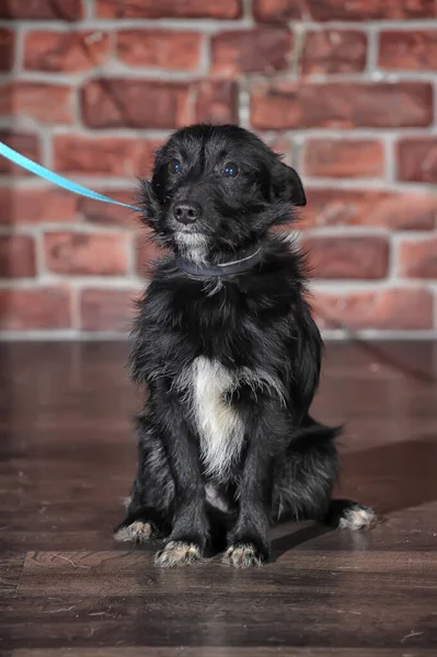 Piccolo Cane Bianco Nero Mongrel Vicino — Foto Stock