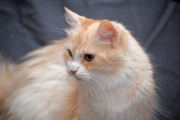 Belle Pêche Moelleuse Avec Chat Blanc Sur Fond Gris — Photo