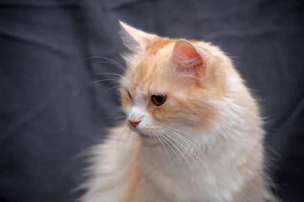 Beautiful Fluffy Peach White Cat Gray Background — 图库照片