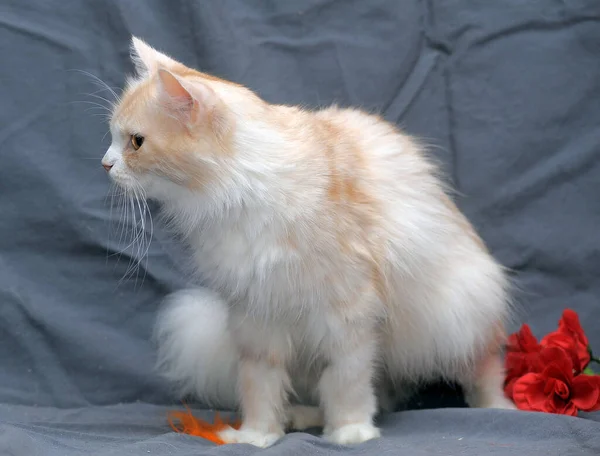 Beautiful Fluffy Peach White Cat Gray Background — Stock Photo, Image