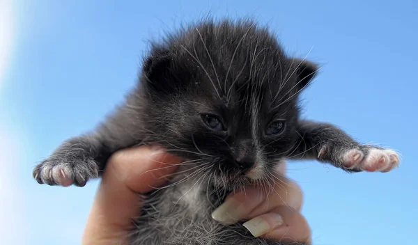 Little Black Kitten Hands Close — Stockfoto