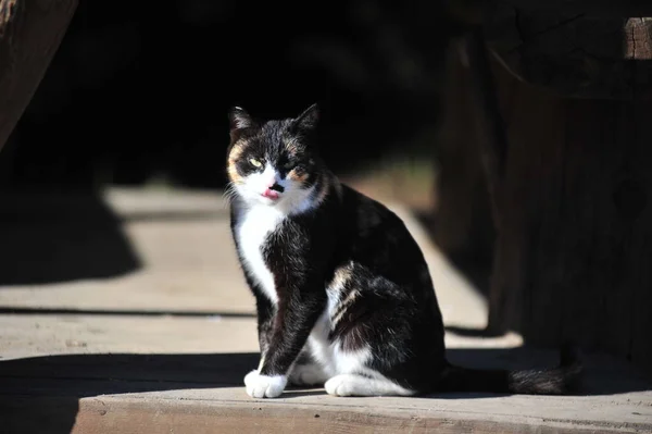 Black White Cat Street Close — Fotografia de Stock