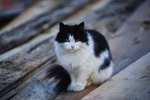 Чорно Білий Кіт Вулиці Близько — стокове фото