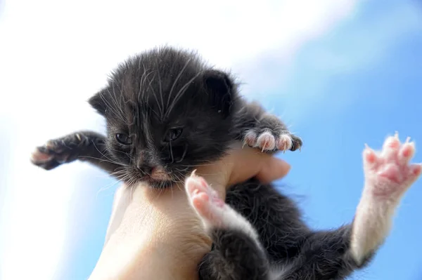 Küçük Siyah Kedi Ellerde Yaklaş — Stok fotoğraf
