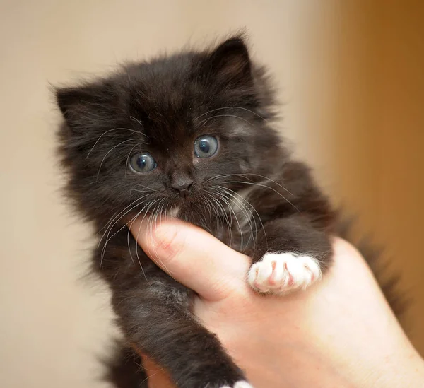Маленький Чёрный Котенок Руках — стоковое фото