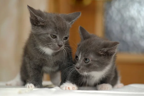 Two Gray White Kittens Close — Stockfoto