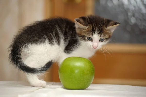Small Gray White Kitten Apple — Stock Photo, Image