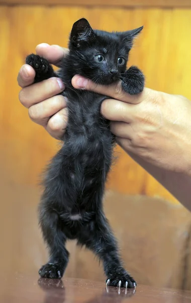 小さな黒い子猫が手を上げて — ストック写真