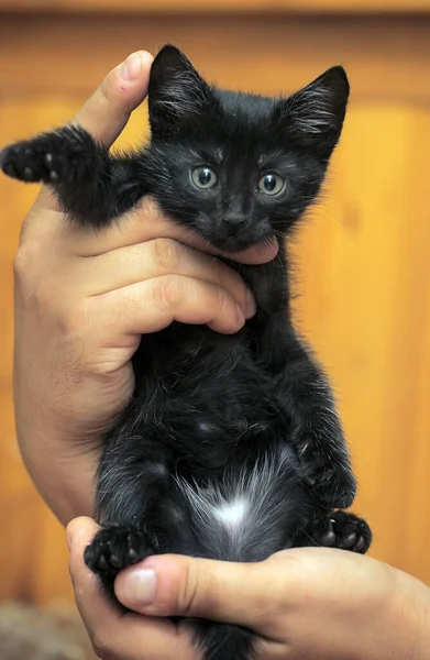 Μικρό Μαύρο Γατάκι Στα Χέρια Από Κοντά — Φωτογραφία Αρχείου