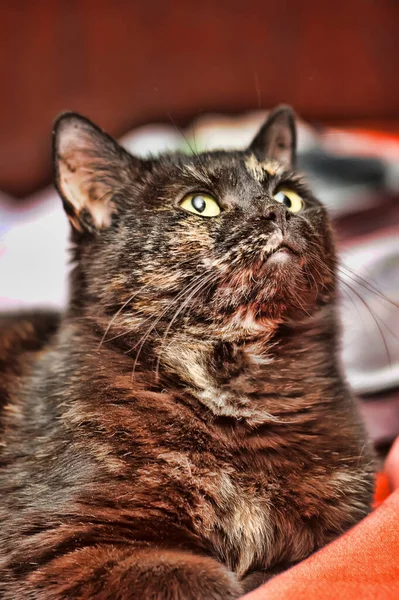 Traurige Schildpatt Katze Aus Nächster Nähe Foto — Stockfoto