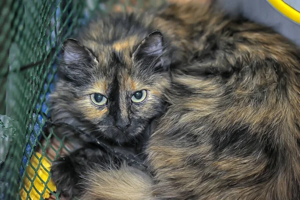 Smutná Želva Kočka Zblízka Foto — Stock fotografie