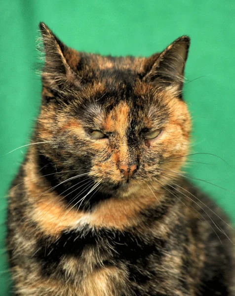Smutná Želva Kočka Zblízka Foto — Stock fotografie