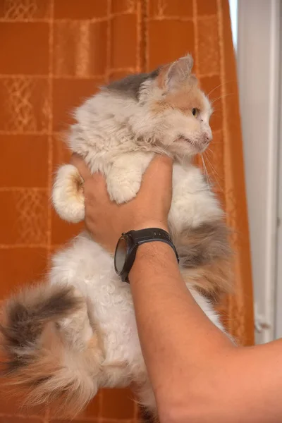 Niedlichen Flauschigen Tricolor Anhängliche Katze Den Händen — Stockfoto