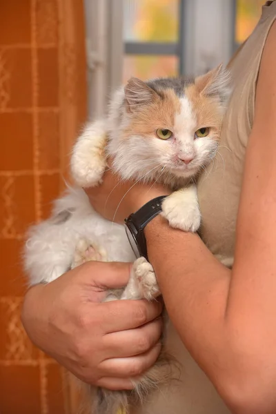 Cute Fluffy Tricolor Affectionate Cat Hands — Stok fotoğraf