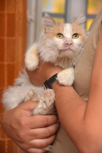 Söt Fluffig Tricolor Tillgiven Katt Händerna — Stockfoto