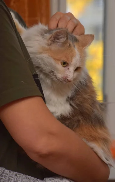 Schattig Pluizig Tricolor Aanhankelijke Kat Handen — Stockfoto