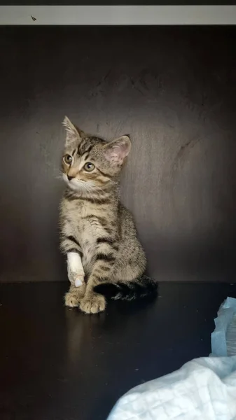 Small Tabby Kitten Vet Clinic Catheter Its Paw — Stock Photo, Image