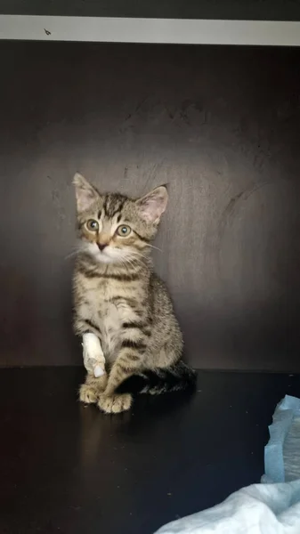 足にカテーテルを付けた獣医クリニックの小さなタビー子猫は — ストック写真