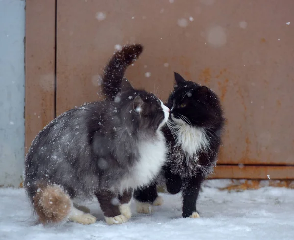 Két Hajléktalan Fagyasztó Macska Kint Hóban Télen — Stock Fotó
