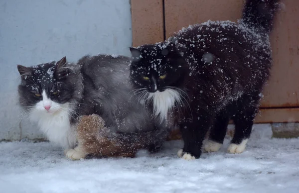 Dois Gatos Congelando Desabrigados Livre Neve Inverno — Fotografia de Stock