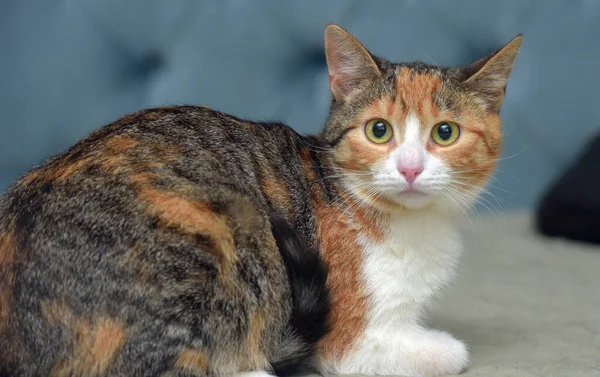 ソファの上の可愛い三色の猫 — ストック写真