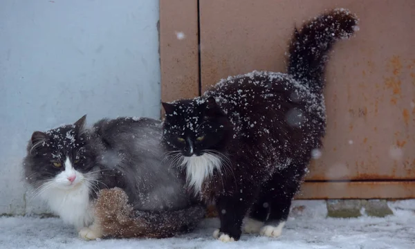 Dos Gatos Congelados Sin Hogar Aire Libre Nieve Invierno — Foto de Stock