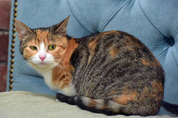 Beautiful Shorthair Cute Tricolor Cat Sofa — Stock Photo, Image