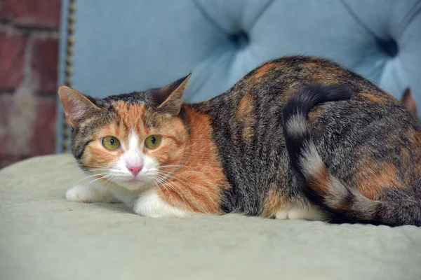 Красивая Короткошерстная Симпатичная Трехцветная Кошка Диване — стоковое фото