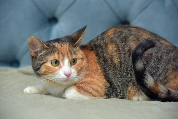 Όμορφη Shorthair Χαριτωμένο Τρίχρωμη Γάτα Στον Καναπέ — Φωτογραφία Αρχείου