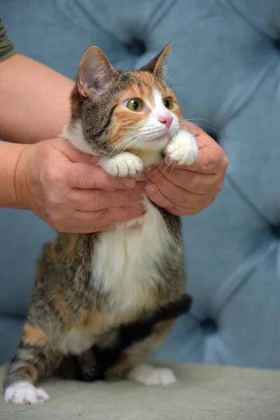 Kucing Tricolor Lucu Tangan Menutup — Stok Foto