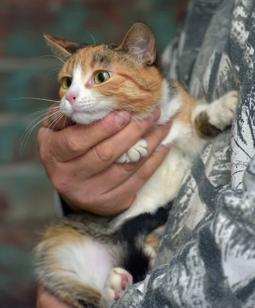 Kucing Tricolor Lucu Tangan Menutup — Stok Foto