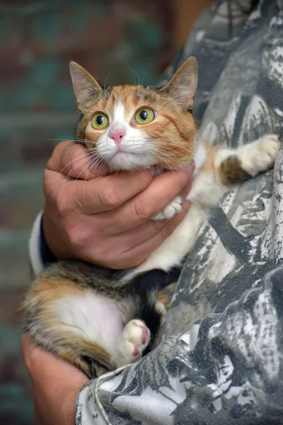 Kucing Tricolor Lucu Tangan Menutup — Stok Foto