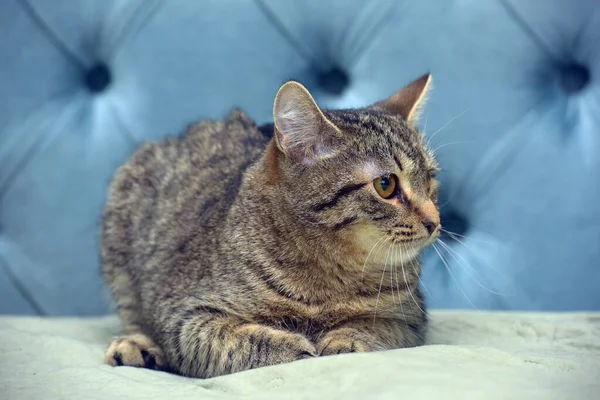 귀여운 고양이 단풍나무 — 스톡 사진