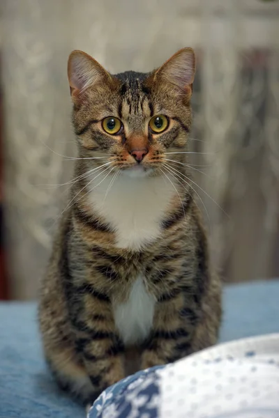 Carino Tabby Bianco Petto Gatto Europeo Stenografia — Foto Stock