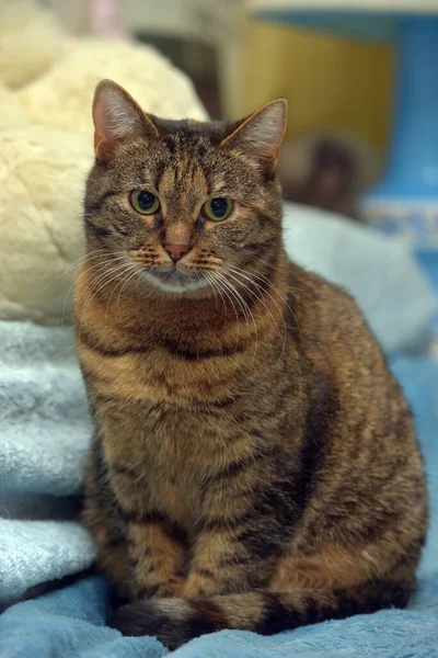 可爱的胖胖的棕色猫欧洲豌豆近身特写 — 图库照片