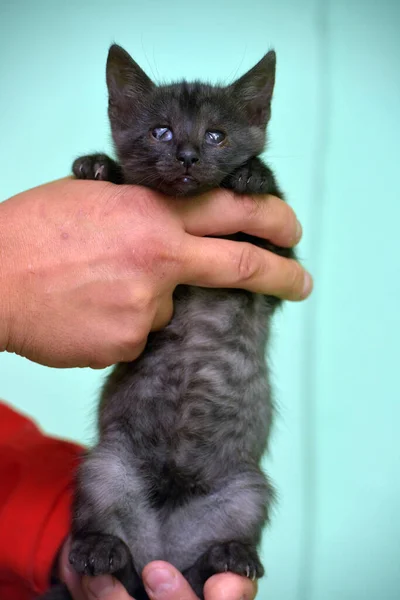 Liten Svart Kattunge Med Ont Handen — Stockfoto