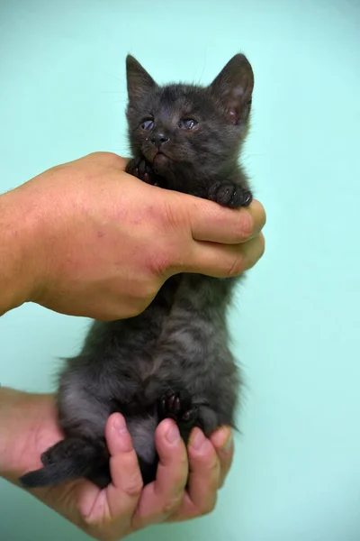 Pequeño Gatito Negro Con Ojo Dolorido Mano — Foto de Stock