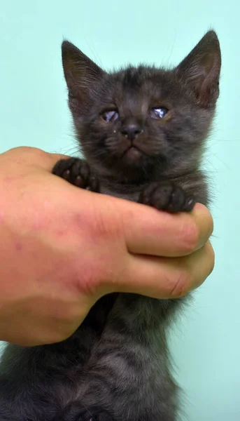 Little Black Kitten Sore Eye His Hand — Stock Photo, Image