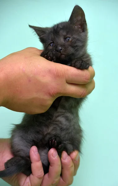 Pequeno Gatinho Preto Com Olho Dolorido Sua Mão — Fotografia de Stock