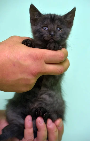 Маленький Чорний Кошеня Болючим Оком Руці — стокове фото