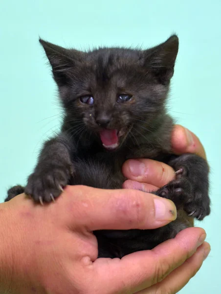 Kleines Schwarzes Kätzchen Mit Einem Schmerzenden Auge Der Hand — Stockfoto