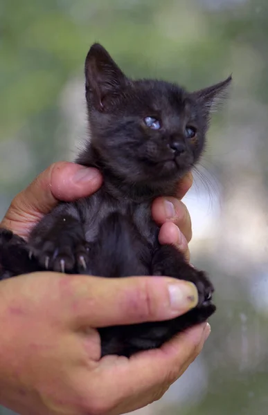 Malé Černé Koťátko Bolavým Okem Ruce — Stock fotografie