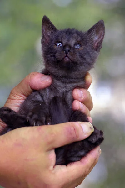 Malé Černé Koťátko Bolavým Okem Ruce — Stock fotografie