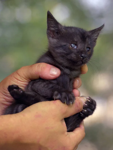 Liten Svart Kattunge Med Ont Handen — Stockfoto