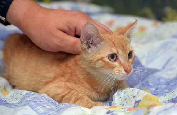 Mignon Petit Chaton Rouge Dans Les Mains Gros Plan — Photo