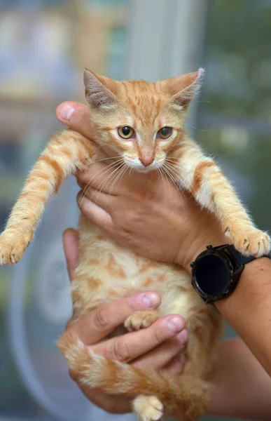可爱的小红猫手牵着手 — 图库照片